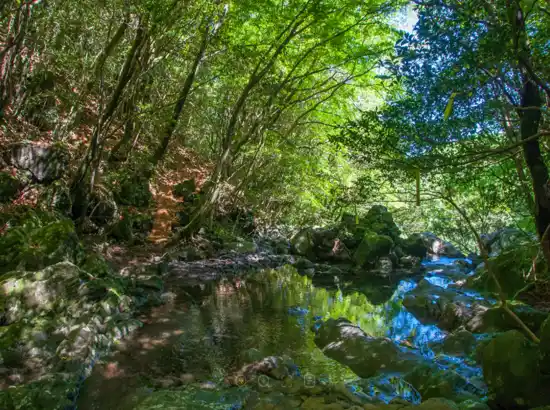 Shaded forest stream along the Hallasan Dongbaek-gil trekking route, surrounded by lush greenery in Jeju.
