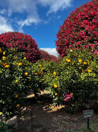 Jeju Camellia Arboretum scene with bright red camellias and ripe Jeju oranges under a clear blue sky