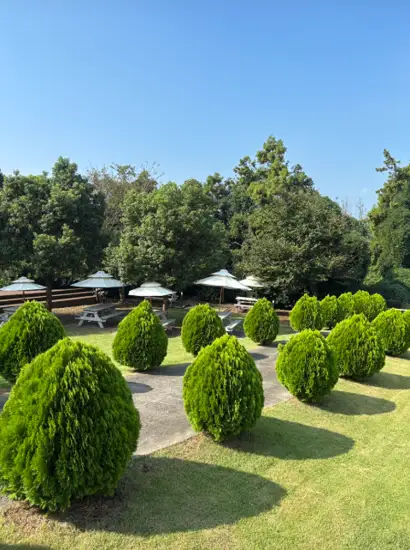 Outdoor garden seating area near Jeju Camellia Arboretum with green shrubs, picnic tables, and umbrellas under a clear sky