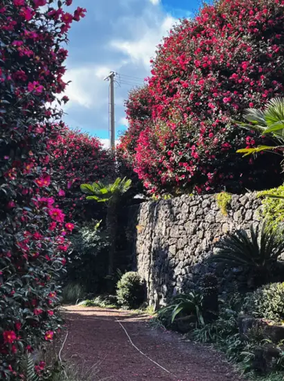 Jeju Camellia Arboretum stone wall path surrounded by bright red camellias under a clear winter sky
