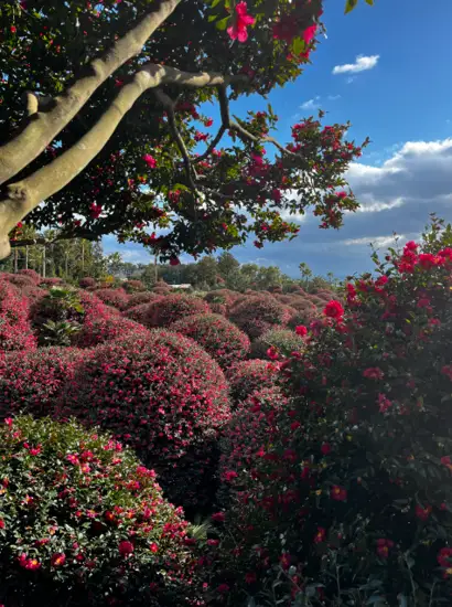 Jeju Camellia Arboretum winter camellia forest view with red blossoms under clear blue sky
