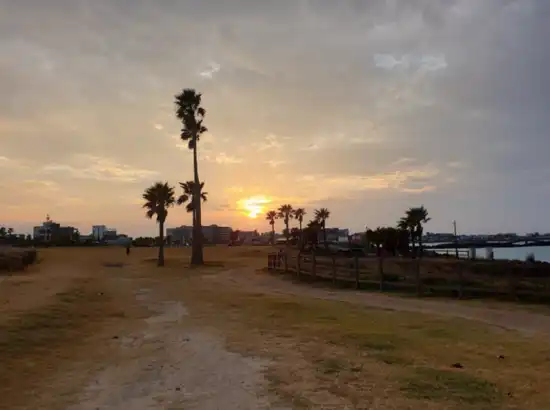 Sunset over palm trees near the coastline at Jeju Hamdeok Beach, captured for the Jeju Hamdeok Beach Travel Guide.