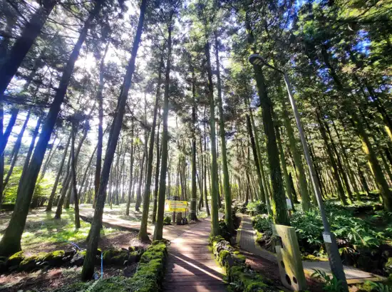 Cedar forest walkway at Jeju Jeolmul Natural Recreation Forest, sunlight filtering through tall trees.
