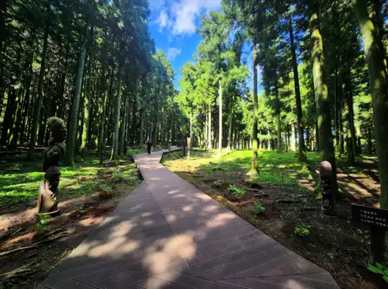 Wooden trail surrounded by tall cedar trees at Jeju Jeolmul Natural Recreation Forest, with sunlight filtering through the forest.
