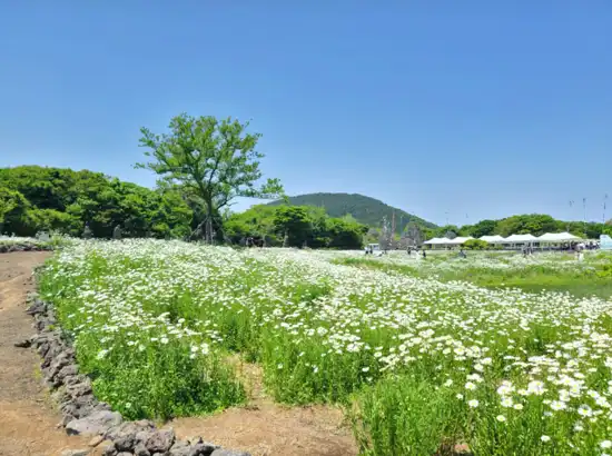 Flower field scenery on the Jeju Seogwipo travel course, with white blossoms, a clear blue sky, and lush green forest in the background.