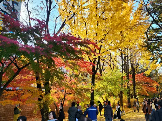 Visitors walking along the colorful fall foliage walkway near Deoksugung during the Jeongdong Observatory visit guide course