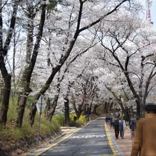 Namsan cherry blossom loop walk along a cherry blossom tunnel with a paved road and spring cherry trees in Seoul