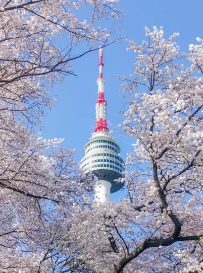 Namsan cherry blossom loop walk with a close-up view of N Seoul Tower framed by spring cherry blossoms in Seoul