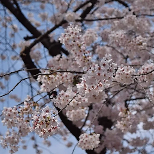Namsan cherry blossom loop walk featuring a close-up of soft pink cherry blossoms against a blue spring sky in Seoul