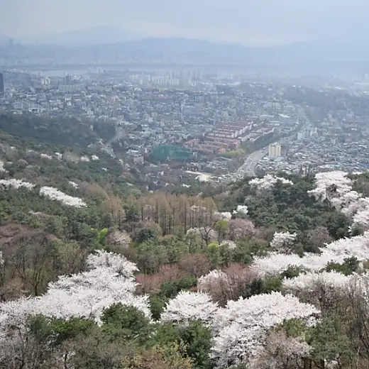 Namsan cherry blossom loop walk viewpoint overlooking Seoul skyline with cherry blossoms across the hillside in spring