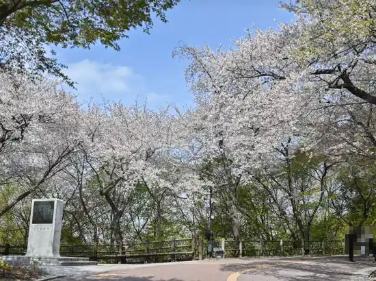 Cherry blossoms along the namsan north loop trail in Seoul, Korea