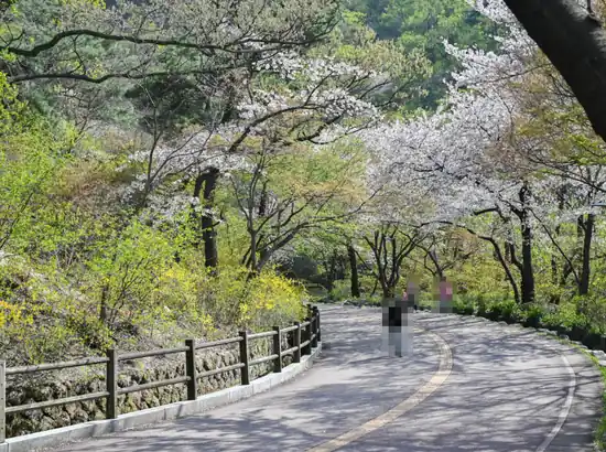 Cherry blossoms along the namsan north loop trail on a quiet, tree-lined road in Seoul