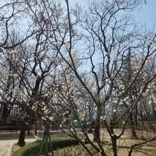 Spring blossoms at Namsan Outdoor Botanical Garden on the Namsan Outdoor Botanical Garden to Itaewon day route
