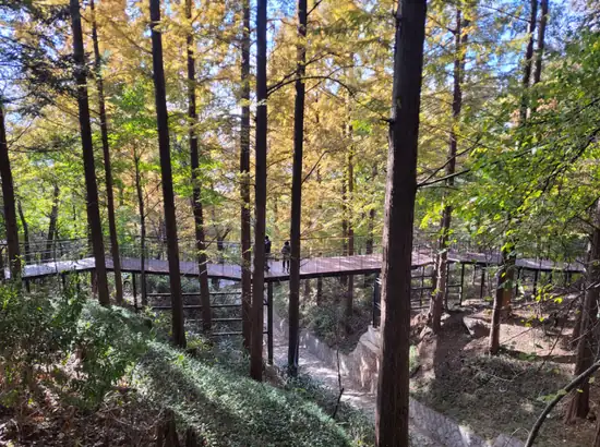 Elevated boardwalk through tall trees on the namsan sky forest trail itinerary in Namsan, Seoul