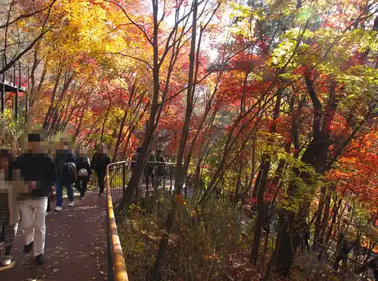 Autumn foliage along the boardwalk with pedestrians on Namsan, helpful for namsan sky forest trail wheelchair access and crowd-flow expectations