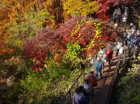 Crowded autumn boardwalk section on Namsan, showing narrow passing space for namsan sky forest trail wheelchair access planning