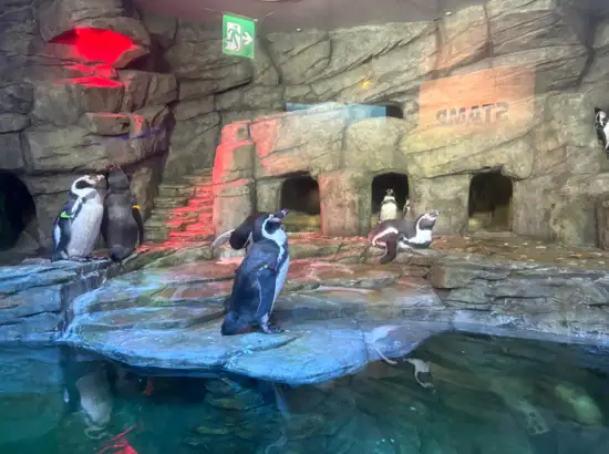 Penguins resting and swimming inside the rocky habitat at SEA LIFE COEX Aquarium in Seoul.
