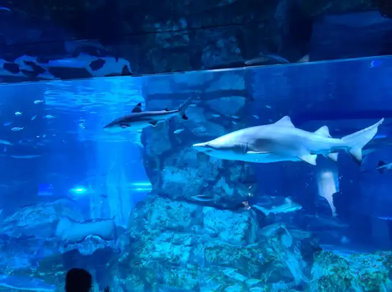 Sharks swimming in the large blue tank inside SEA LIFE COEX Aquarium in Seoul.