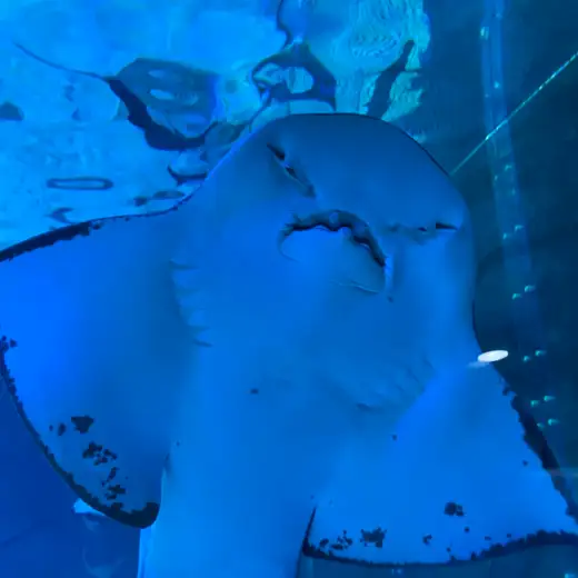 Close-up view of a stingray swimming near the glass at SEA LIFE COEX Aquarium in Seoul.