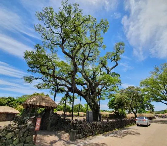 Ancient tree landmark inside Seongeup Village Traditional House cultural area surrounded by stone fences in Jeju