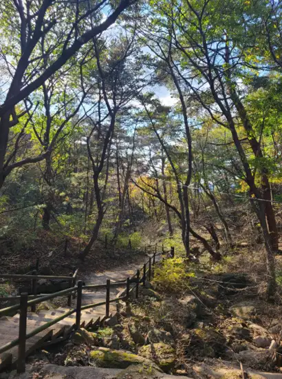 Forest trail on the Seoul Trail 19 Bukhansan Seongbuk Course, surrounded by tall trees and autumn sunlight.