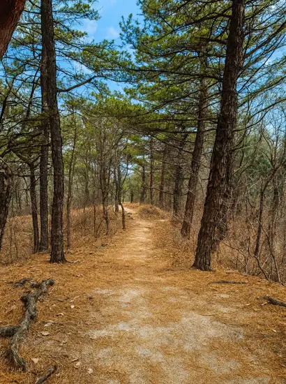 A quiet forest trail on the Seoul Trail 19 Bukhansan Seongbuk Course, surrounded by tall pine trees under a clear sky.