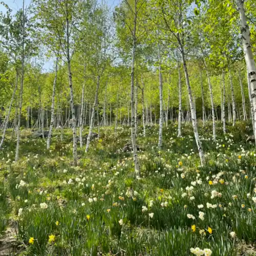 Green Camp Festa 2026 inspired birch forest with fresh spring greenery and wildflowers in a quiet natural meadow