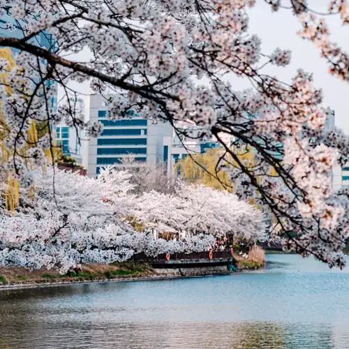 Cherry blossoms in full bloom along Seokchon Lake during the festival, with the lake and Seoul skyline in view