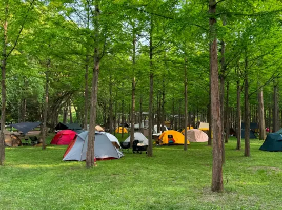 A forest campground with several tents parked under tall trees on Nami Island after parking in the Air House 2026 parking lot