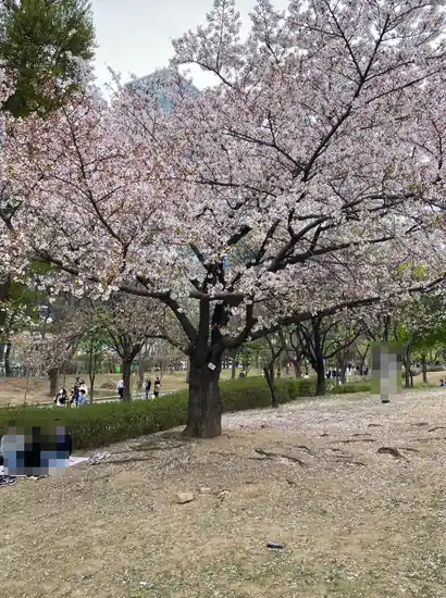 People taking photos and resting under cherry blossoms along a walkway in Yeouido, Seoul.