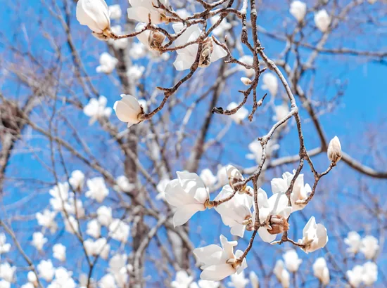 Soft white spring blossoms on branches against a bright blue sky
